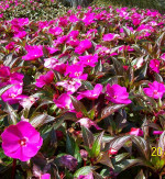 Bern&ouml; &auml;r en blomstrande verksamhet!