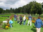 K&ouml;kstr&auml;dg&aring;rden 2011