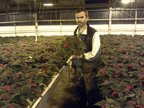 Thorleif Gustavsson visar upp julstj&auml;rnor spm planterats p&aring; Erlandssons Handelstr&auml;dg&aring;rd.