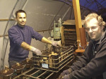 Johannes Erlandsson och Wickholm p&aring; Erlandssons Handelstr&auml;dg&aring;rd odlar amaryllis och hyacinter p&aring; h&ouml;sten.